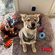 Lucky a rejoint le concours — aidez-le/la à gagner de superbes lots ! puppy, dog, bed, stuffed_toys, teddy_bear, plush_elephant, dog_toys, sunlight, fluffy, camo_bandana, indoor, window, floor, happy, cute, pet, animal, smiling, resting, cozy