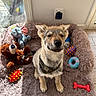 puppy, dog, bed, stuffed_toys, teddy_bear, plush_elephant, dog_toys, sunlight, fluffy, camo_bandana, indoor, window, floor, happy, cute, pet, animal, smiling, resting, cozy