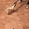 Mila a rejoint le concours — aidez-le/la à gagner de superbes lots ! canidae, carnivore, companion_dog, dog, dog_breed, fawn, floor, flooring, hardwood, jack_russell_terrier, laminate_flooring, leg, sporting_group, tail, wood, wood_flooring