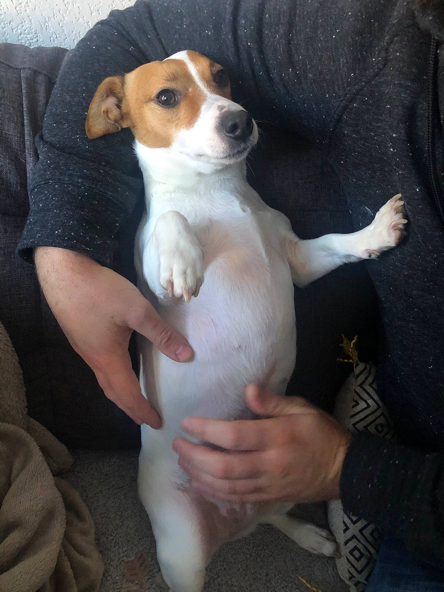 Mila a rejoint le concours — aidez-le/la à gagner de superbes lots ! beagle, canidae, carnivore, chilean_fox_terrier, companion_dog, dog, dog_breed, feist, harrier, irishjacks, jack_russell_terrier, mammal, miniature_fox_terrier, parson_russell_terrier, plummer_terrier, russell_terrier, teddy_roosevelt_terrier, tenterfield_terrier, treeing_feist, vertebrate