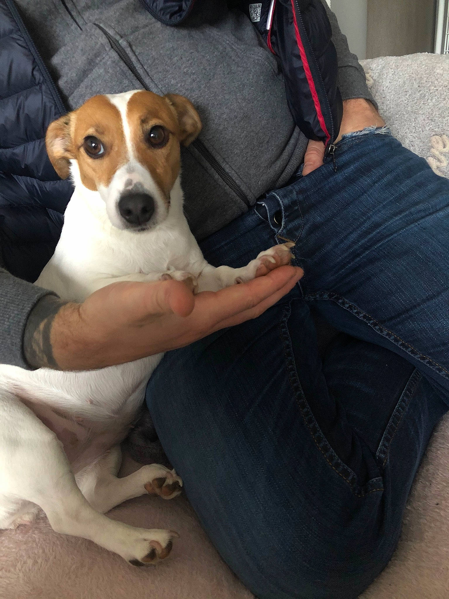 Mila a rejoint le concours — aidez-le/la à gagner de superbes lots ! brazilian_terrier, canidae, carnivore, chilean_fox_terrier, companion_dog, danish_swedish_farmdog, dog, dog_breed, feist, jack_russell_terrier, mammal, miniature_fox_terrier, plummer_terrier, rare_breed_dog, russell_terrier, smooth_fox_terrier, sporting_group, tenterfield_terrier, treeing_feist, vertebrate