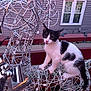Milo is registered to the contest to win money with this photo: kitten, cat, black_and_white, wireframe, reindeer, decoration, porch, railing, outdoor, animal, pet, curious, playful, dusk, house, window, metal, holiday, festive, lights