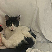 Milo joined the competition — help win amazing prizes! cat, black_and_white, animal, pet, feline, indoor, resting, blanket, soft, cozy, fur, cute, curious, relaxed, whiskers, ears, tail, lying_down, home, comfort