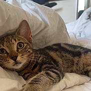 Kally a rejoint le concours — aidez-le/la à gagner de superbes lots ! cat, tabby, bed, blanket, indoor, pet, feline, stretching, whiskers, paw, fur, cute, curious, animal, domestic, relaxed, lying_down, closeup, comfortable, home