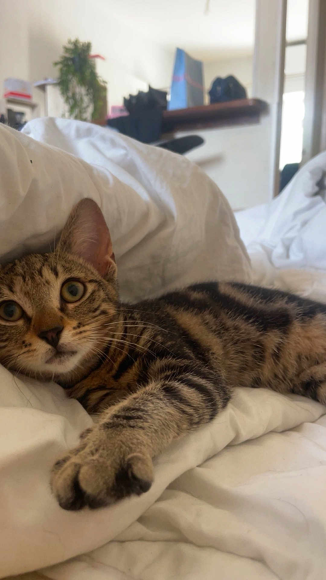 Kally a rejoint le concours — aidez-le/la à gagner de superbes lots ! cat, tabby, bed, blanket, indoor, pet, feline, stretching, whiskers, paw, fur, cute, curious, animal, domestic, relaxed, lying_down, closeup, comfortable, home