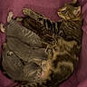 animal_photography, bed, cats, cozy, cuddling, cute, ears, feline, fur, group, indoors, kittens, lying_down, paws, pet, pink_blanket, sleeping, tabby_cat, tail, whiskers
