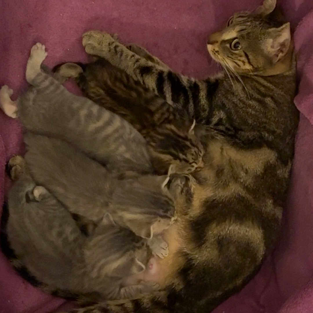 Kally Et Ses Petits participe au concours pour gagner de l'argent avec cette photo : cats, kittens, tabby_cat, feline, pet, cuddling, sleeping, lying_down, group, fur, whiskers, ears, paws, tail, pink_blanket, bed, cozy, indoors, cute, animal_photography