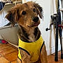 puppy, dog, yellow_vest, indoor, floor, tile_floor, pet, curious_expression, tongue_out, brown_fur, black_fur, ears, sitting, household_items, fishing_rods, broom, wall, cute, animal, domestic