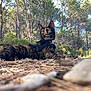 Abby participe au concours pour gagner de l'argent avec cette photo : cat, tortoiseshell_cat, animal, outdoor, forest, trees, pine_needles, rocks, harness, nature, sunlight, alert, yellow_eyes, fur, wildlife, pet, ground_level, leash, curious, daytime