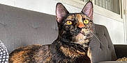 Abby a rejoint le concours — aidez-le/la à gagner de superbes lots ! cat, tortoiseshell, feline, pet, indoor, sofa, couch, resting, alert, ears, whiskers, window, bars, fur, animal, domestic, yellow_eyes, relaxed, home, closeup