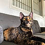 cat, tortoiseshell, feline, pet, indoor, sofa, couch, resting, alert, ears, whiskers, window, bars, fur, animal, domestic, yellow_eyes, relaxed, home, closeup