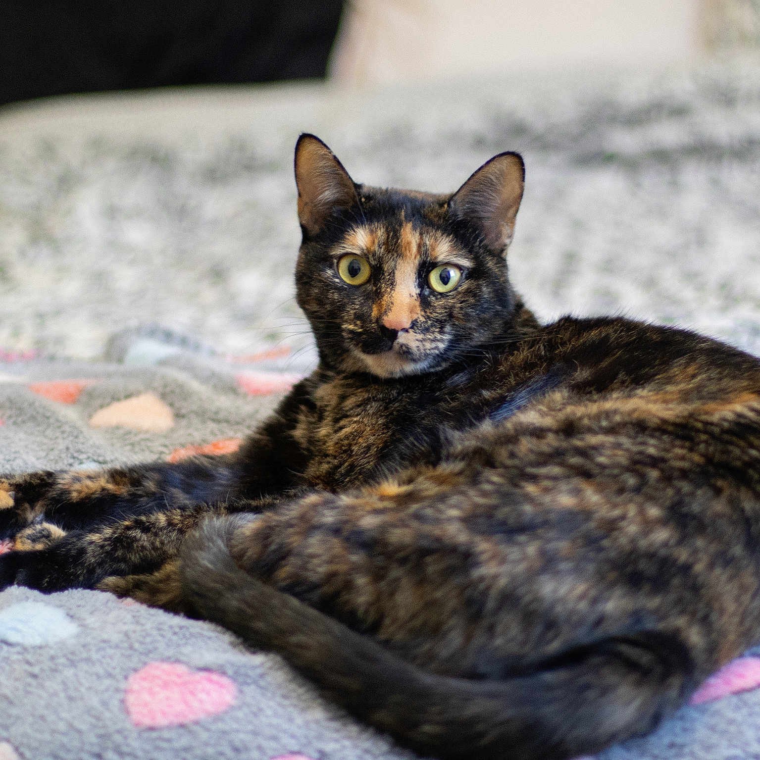 Abby a rejoint le concours — aidez-le/la à gagner de superbes lots ! animal, bedroom, blanket, cat, cozy, cute, ears, eyes, feline, fur, hearts, indoor, looking_at_camera, lying_down, pet, relaxed, soft_focus, tail, tortoiseshell, whiskers