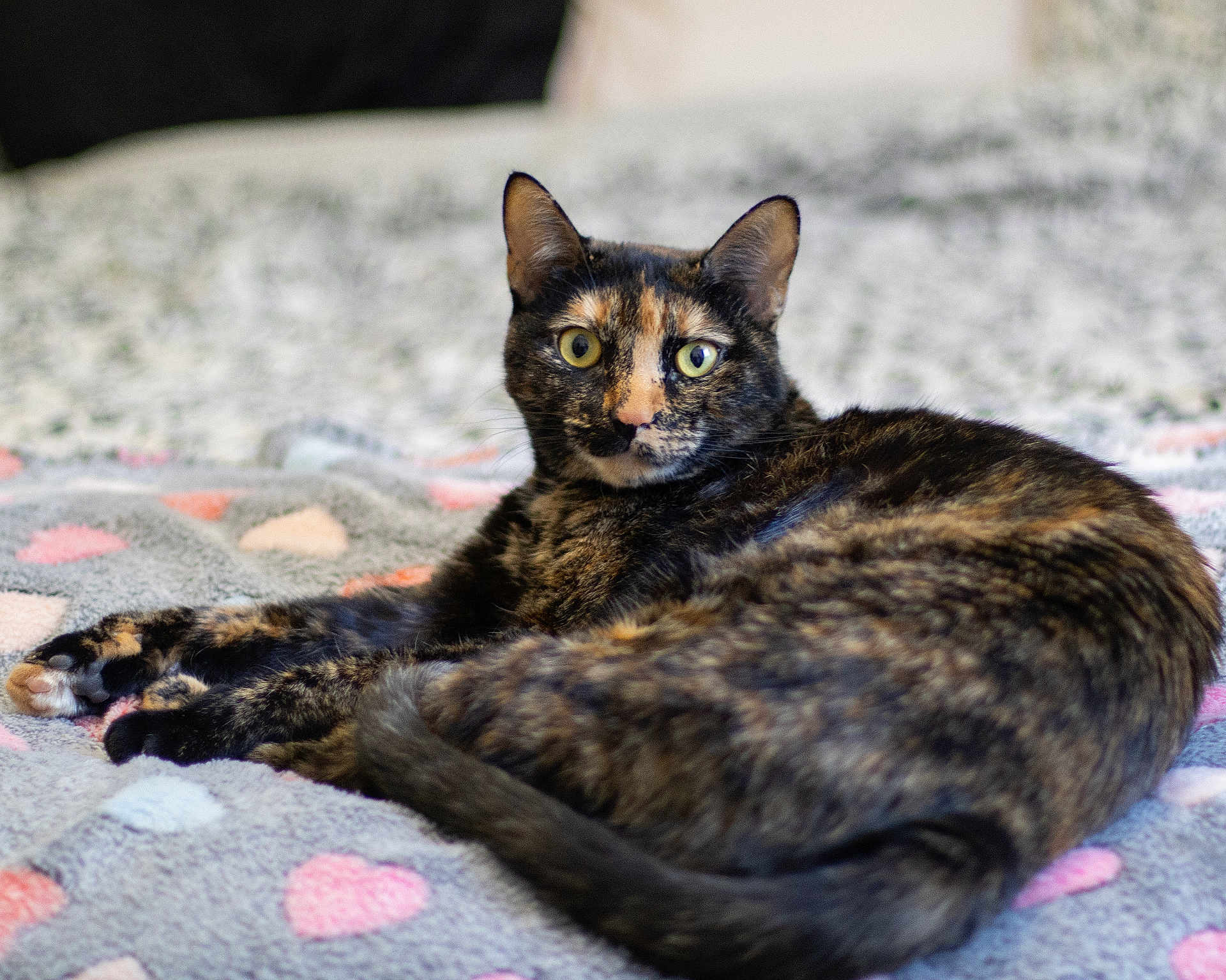 Abby a rejoint le concours — aidez-le/la à gagner de superbes lots ! cat, tortoiseshell, pet, animal, feline, lying_down, blanket, hearts, cozy, indoor, cute, whiskers, ears, tail, fur, eyes, looking_at_camera, relaxed, soft_focus, bedroom