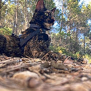 Abby participe au concours pour gagner de l'argent avec cette photo : cat, tortoiseshell, animal, outdoor, forest, trees, nature, leash, harness, pine_needles, twigs, green_eyes, alert, sunlight, wildlife, pet, mammal, closeup, ground_level, daylight