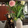 Abby participe au concours pour gagner de l'argent avec cette photo : cat, tortoiseshell_cat, flower_vase, pink_rose, white_rose, green_leaves, table, indoor, furniture, wooden_cabinet, curious, pet, plant, decor, houseplant, window, natural_light, closeup, domestic_animal, leaf