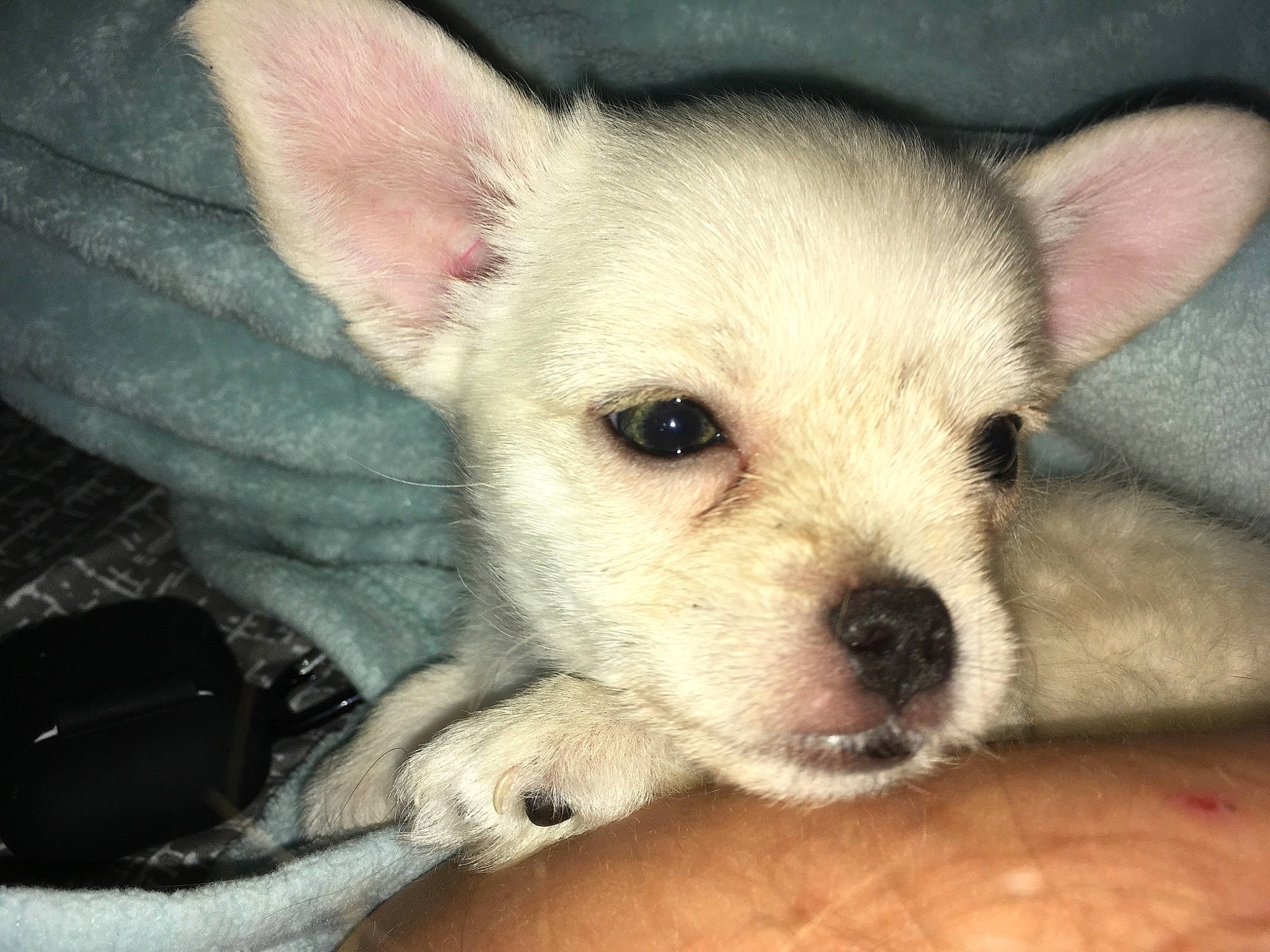 Coco is registered to the contest to win money with this photo: canidae, carnivore, chihuahua, companion_dog, corgi_chihuahua, dog, dog_breed, ear, eye, head, mammal, nose, puppy, puppy_love, rare_breed_dog, skin, snout, sporting_group, toy_dog, vertebrate