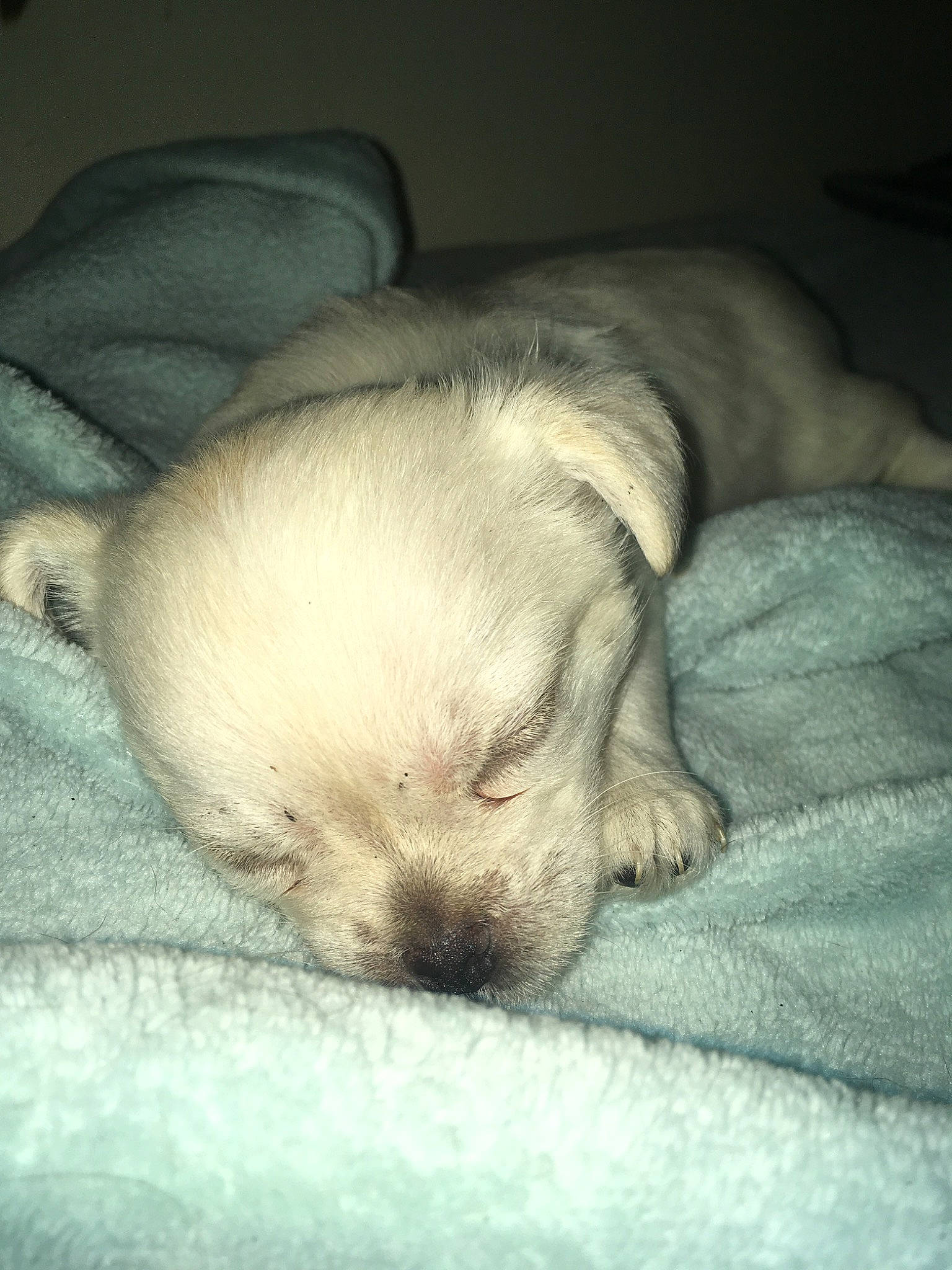 Coco is registered to the contest to win money with this photo: baby, canidae, carnivore, child, companion_dog, dog, dog_breed, ear, fawn, lhasa_apso, morkie, nap, puppy, puppy_love, schnoodle, shih_tzu, skin, sleep, sporting_group, toy_dog