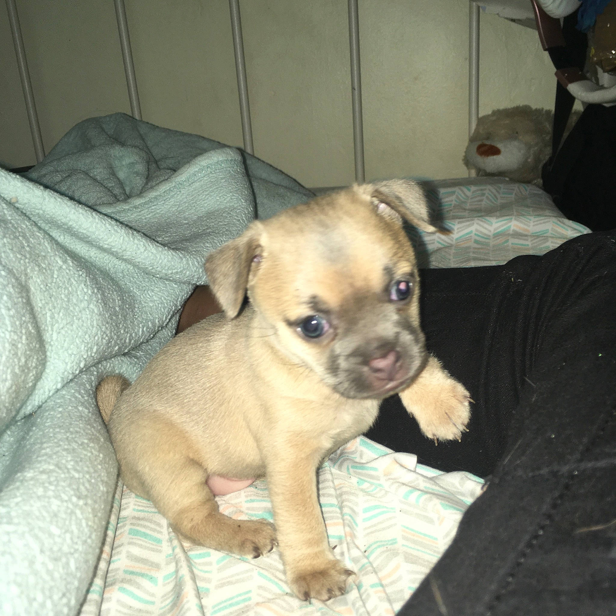 Cookie joined the competition — help win amazing prizes! beagador, black_mouth_cur, canidae, carlin_pinscher, carnivore, chihuahua, companion_dog, dog, dog_breed, fawn, feist, mammal, puggle, puppy, puppy_love, snout, vertebrate