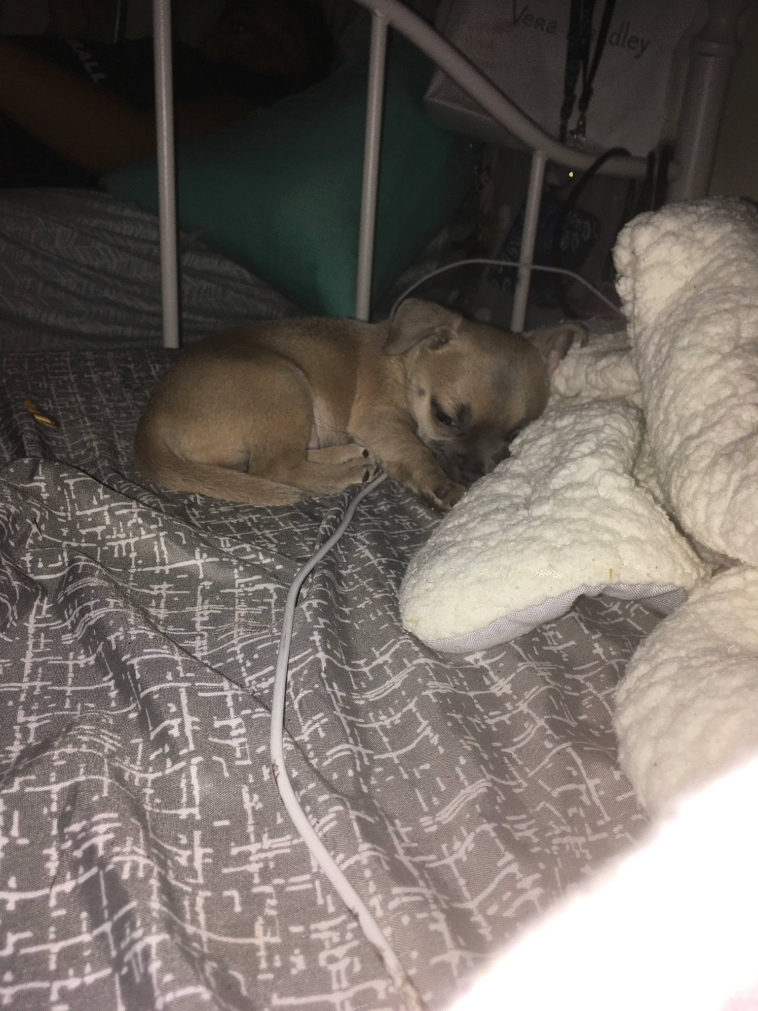 Cookie is registered to the contest to win money with this photo: canidae, carnivore, dog, dog_breed, fawn, puppy, sporting_group