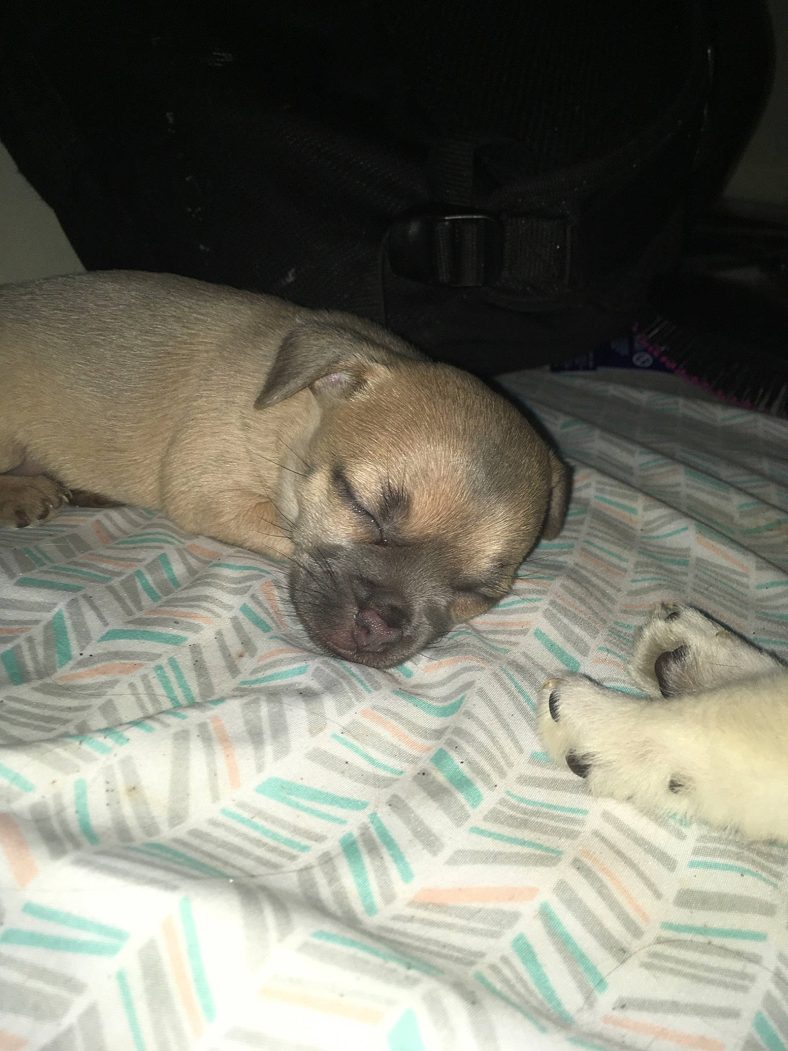 Cookie is registered to the contest to win money with this photo: canidae, carnivore, companion_dog, dog, dog_breed, fawn, nap, pug, puggle, puppy, snout, toy_dog