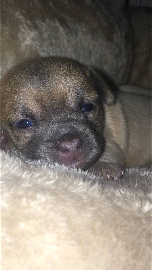 Cookie joined the competition — help win amazing prizes! border_terrier, canidae, carnivore, dog, dog_breed, fawn, mammal, puggle, puppy, rare_breed_dog, snout, sporting_group, vertebrate