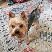 Sam a rejoint le concours — aidez-le/la à gagner de superbes lots ! dog, small_dog, yorkshire_terrier, pet, indoor, carpet, patterned_rug, curious, alert, ears, fur, groomed, floor, cushion, chair, wooden_floor, home, animal, companion, cute