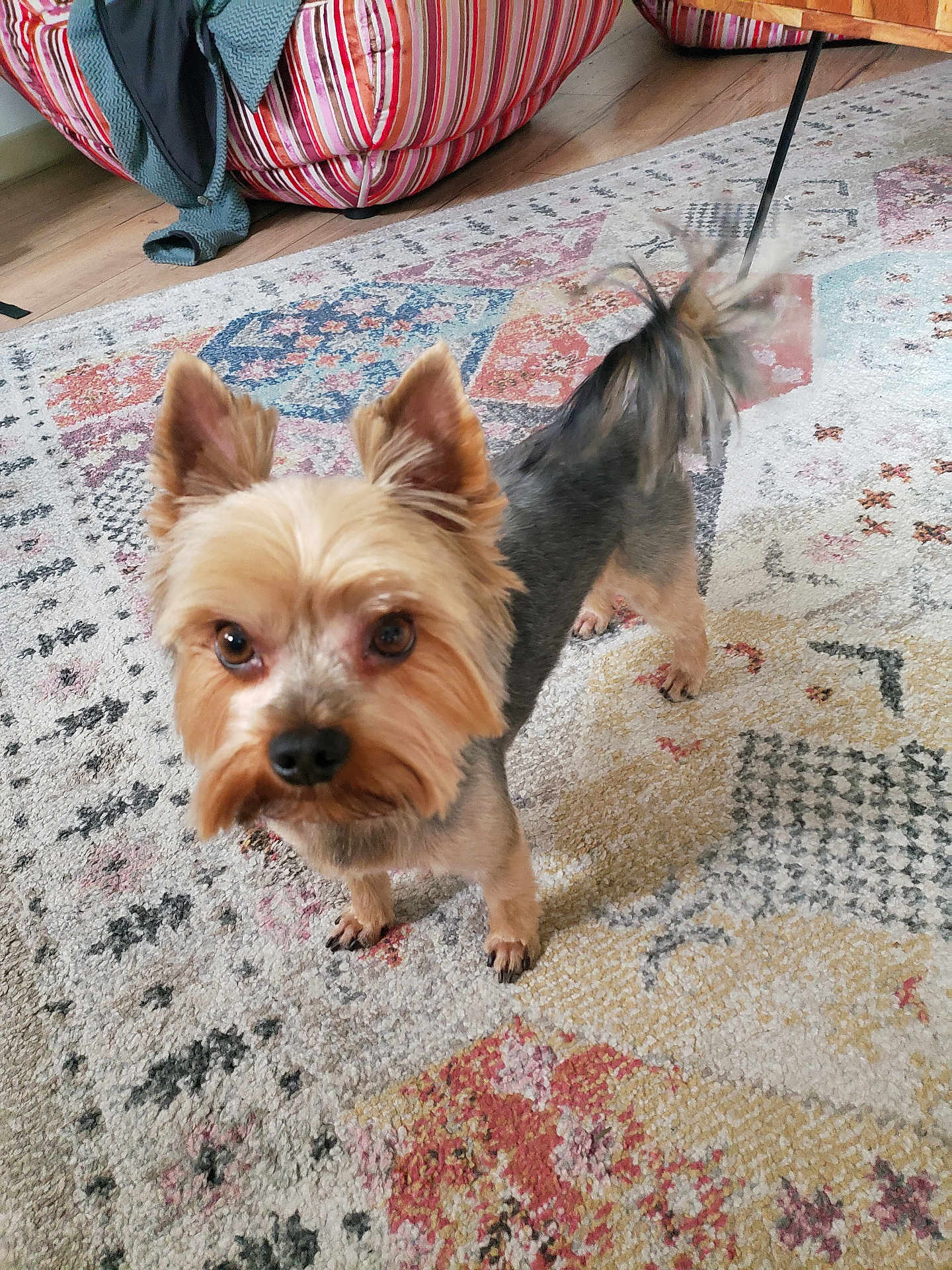 Sam a rejoint le concours — aidez-le/la à gagner de superbes lots ! dog, small_dog, yorkshire_terrier, pet, indoor, carpet, patterned_rug, curious, alert, ears, fur, groomed, floor, cushion, chair, wooden_floor, home, animal, companion, cute