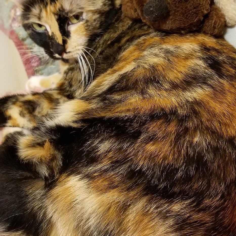 Carnie joined the competition — help win amazing prizes! animal, black, brown, calico_cat, cat, close_up, couch, ears, feline, fur, indoor, orange, pet, plush_dog, relaxed, sleepy, stuffed_animal, toy, whiskers, white