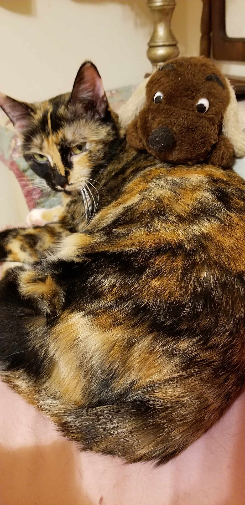 Carnie joined the competition — help win amazing prizes! cat, calico_cat, plush_dog, stuffed_animal, fur, pet, animal, indoor, couch, relaxed, close_up, feline, toy, brown, black, orange, white, whiskers, ears, sleepy