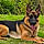 Nala