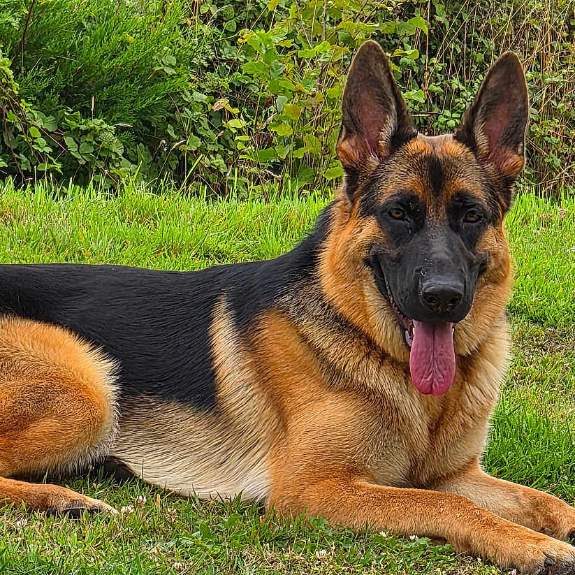 Nala a rejoint le concours — aidez-le/la à gagner de superbes lots ! animal, canine, daylight, dog, ears, fur, german_shepherd, grass, greenery, happy, lying, muzzle, nature, outdoor, pet, resting, sky, snout, tongue_out, wild_plants