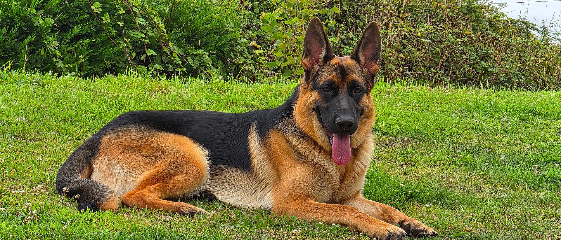Nala