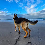 Nala a rejoint le concours — aidez-le/la à gagner de superbes lots ! animal, beach, canine, clouds, daylight, dog, german_shepherd, landscape, leash, nature, ocean, outdoor, pet, sand, sea, shore, sky, vacation, walking, water