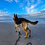animal, beach, canine, clouds, daylight, dog, german_shepherd, landscape, leash, nature, ocean, outdoor, pet, sand, sea, shore, sky, vacation, walking, water