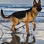 Nala a rejoint le concours — aidez-le/la à gagner de superbes lots ! animal, beach, canine, cloudy_sky, dog, fur, german_shepherd, leash, nature, outdoor, paw, pet, reflection, sand, sea, shore, walking, water, waves, wet
