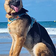 Nala participe au concours pour gagner de l'argent avec cette photo : dog, german_shepherd, beach, sand, ocean, sky, harness, tongue_out, sitting, sunny, outdoor, pet, canine, water, waves, animal, nature, leash, happy, daytime