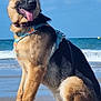 dog, german_shepherd, beach, sand, ocean, sky, harness, tongue_out, sitting, sunny, outdoor, pet, canine, water, waves, animal, nature, leash, happy, daytime