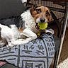 animal, black_fur, brown_fur, chair, cushion, dog, domestic, floor, fur, indoor, looking, mouth_open, pet, playful, relaxed, resting, tennis_ball, toy, white_fur, wooden_table