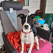 Mia participe au concours pour gagner de l'argent avec cette photo : dog, black_and_white, collar, chair, blanket, indoor, pet, animal, sitting, curious, furniture, household, domestic, cute, ears, tail, floor, relaxed, looking, portrait