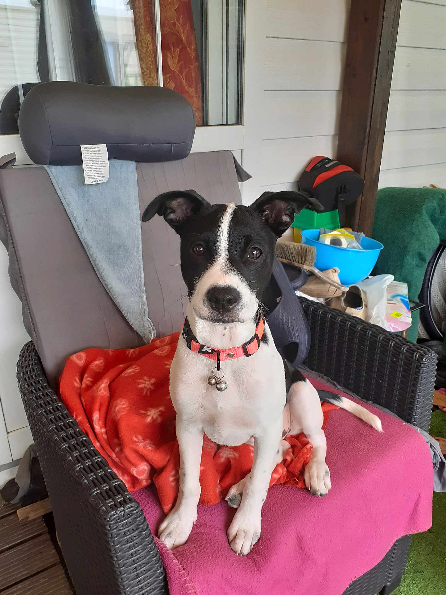 Mia participe au concours pour gagner de l'argent avec cette photo : dog, black_and_white, collar, chair, blanket, indoor, pet, animal, sitting, curious, furniture, household, domestic, cute, ears, tail, floor, relaxed, looking, portrait