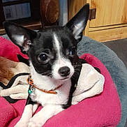 Aby participe au concours pour gagner de l'argent avec cette photo : dog, chihuahua, pet, bed, blanket, collar, bell, indoor, wooden_cabinet, paw, ears, black_and_white, cute, portrait, looking_at_camera, close_up, fur, nose, eyes, cozy