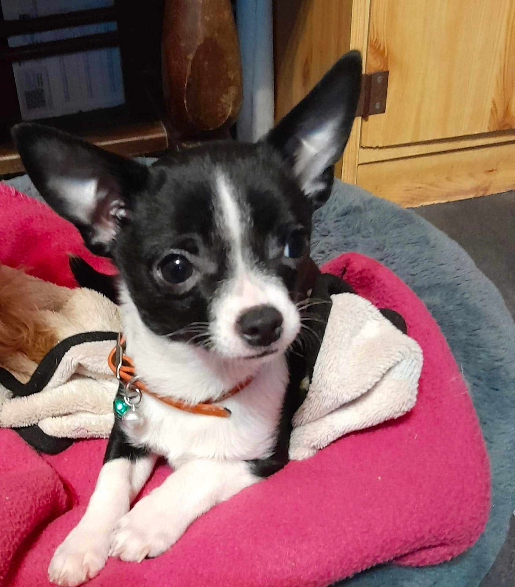 Aby participe au concours pour gagner de l'argent avec cette photo : dog, chihuahua, pet, bed, blanket, collar, bell, indoor, wooden_cabinet, paw, ears, black_and_white, cute, portrait, looking_at_camera, close_up, fur, nose, eyes, cozy