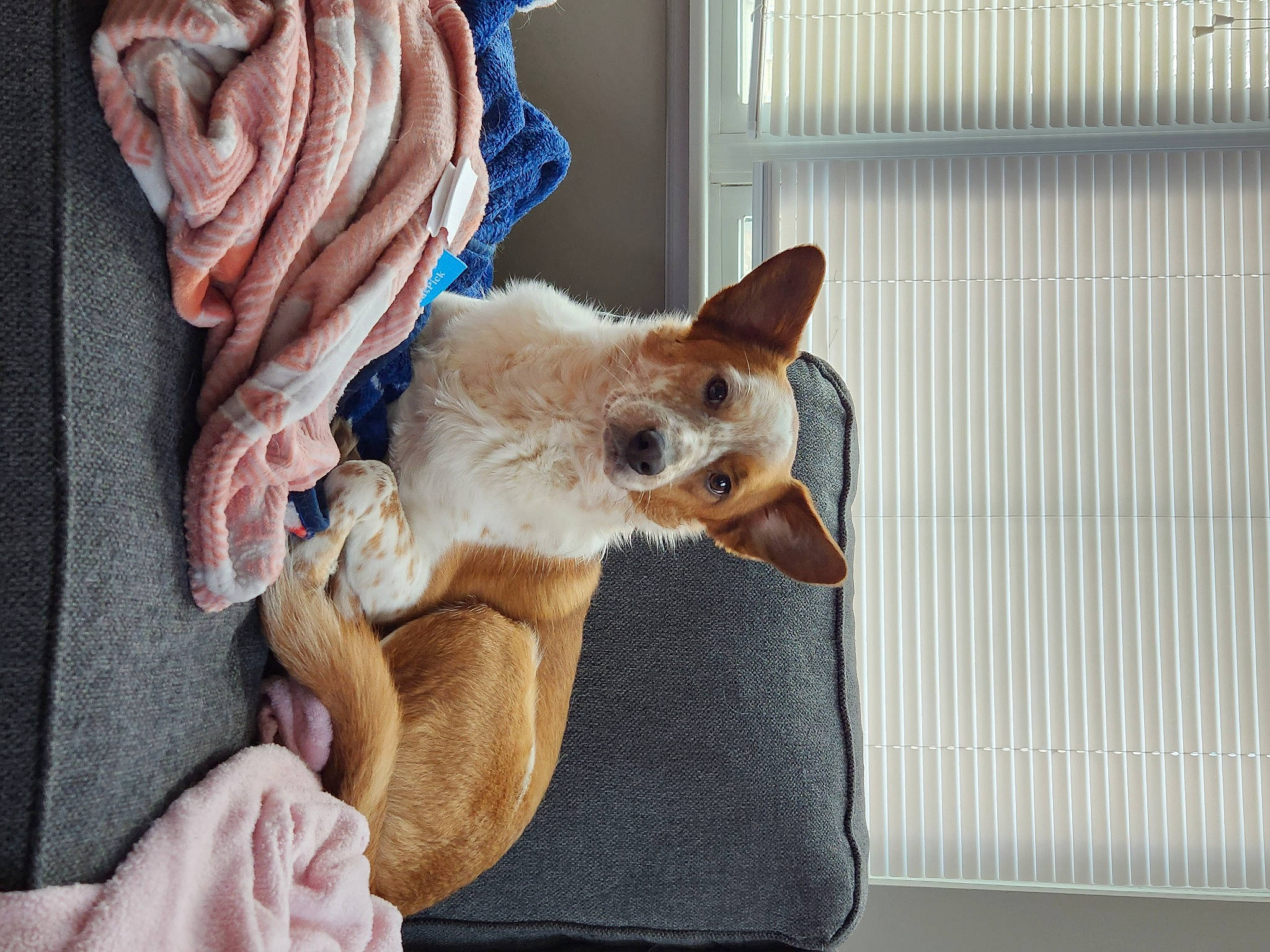 Copper joined the competition — help win amazing prizes! canidae, carnivore, cat, cat_supply, comfort, companion_dog, couch, dog_breed, fawn, felidae, fur, hat, linens, small_to_medium_sized_cats, snout, tail, textile, toy_dog, whiskers, window_blind