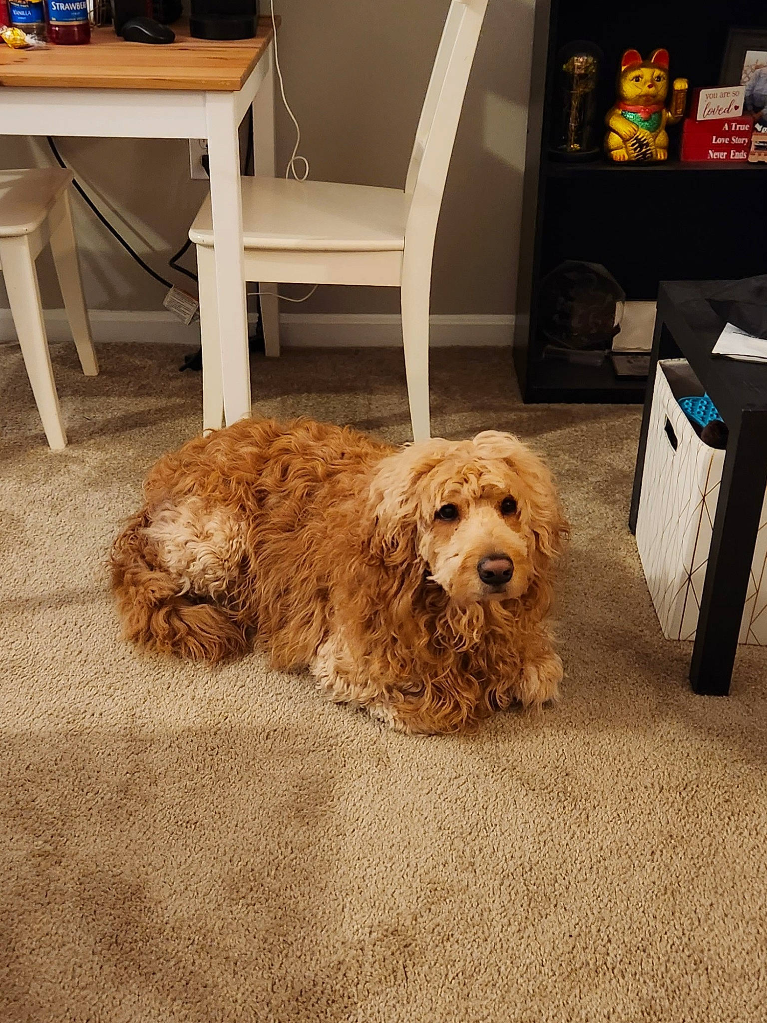 Kona is registered to the contest to win money with this photo: canidae, carnivore, chair, companion_dog, dog, dog_breed, door, floor, flooring, fur, hardwood, liver, living_room, room, snout, table, terrier, toy_dog, wood, working_animal