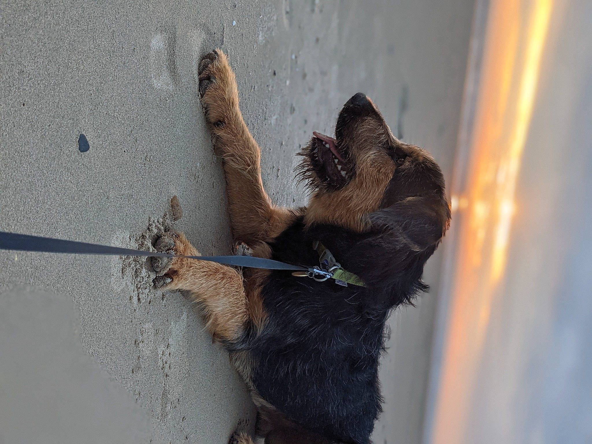 Trig joined the competition — help win amazing prizes! claw, collar, concrete, felidae, fur, leash, rat, rope, small_to_medium_sized_cats, snout, tail, terrestrial_animal, tree, trunk, twig, water, wildlife, window, wire, wood