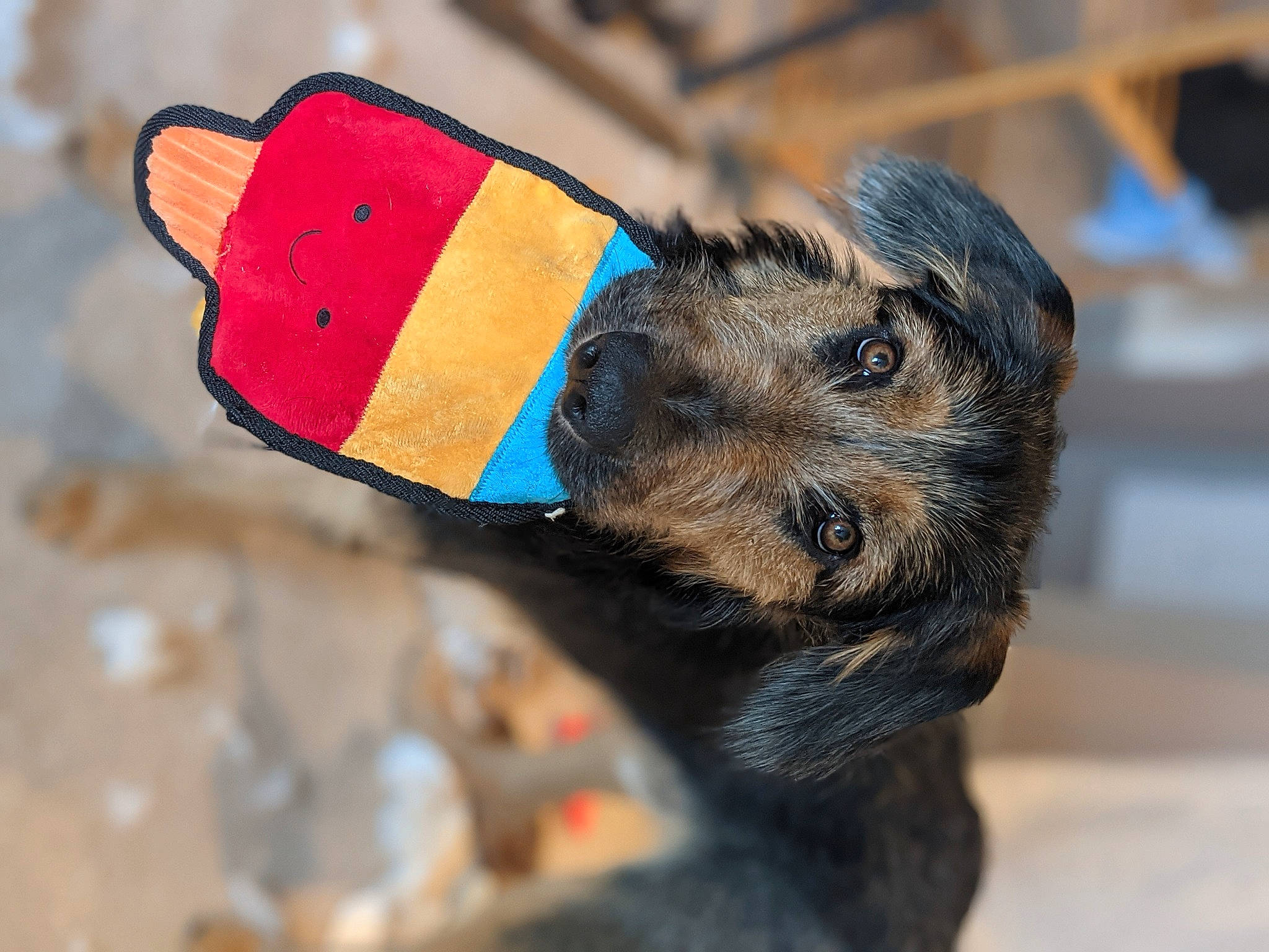 Trig is registered to the contest to win money with this photo: canidae, carnivore, collar, companion_dog, dog, dog_breed, dog_clothes, dog_collar, dog_supply, fashion_accessory, fawn, fur, hat, leash, pet_supply, puppy, snout, sporting_group, toy, working_animal