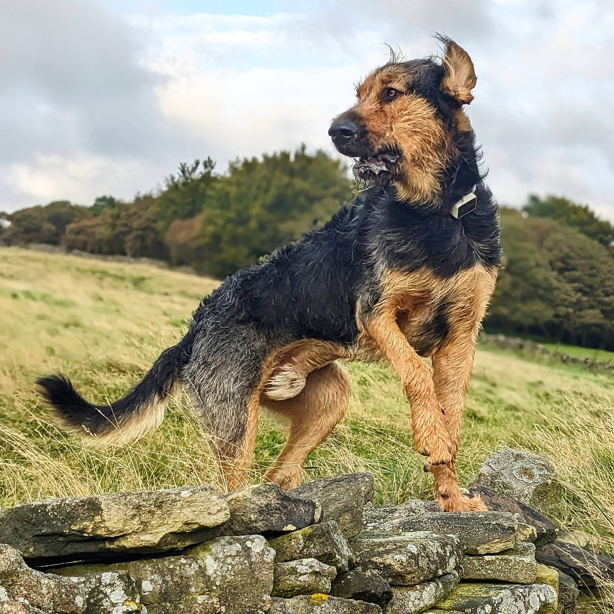 Trig is registered to the contest to win money with this photo: airedale_terrier, canidae, carnivore, cloud, companion_dog, dog, dog_breed, grass, herding_dog, lakeland_terrier, landscape, rock, sky, snout, sporting_group, tail, terrestrial_animal, wildlife, working_animal, working_dog