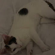 Willow a rejoint le concours — aidez-le/la à gagner de superbes lots ! cat, white_cat, black_spot, sleepy, lying_down, bed, blanket, indoor, pet, fur, animal, relaxed, whiskers, ears, paw, domestic_cat, cute, feline, resting, soft