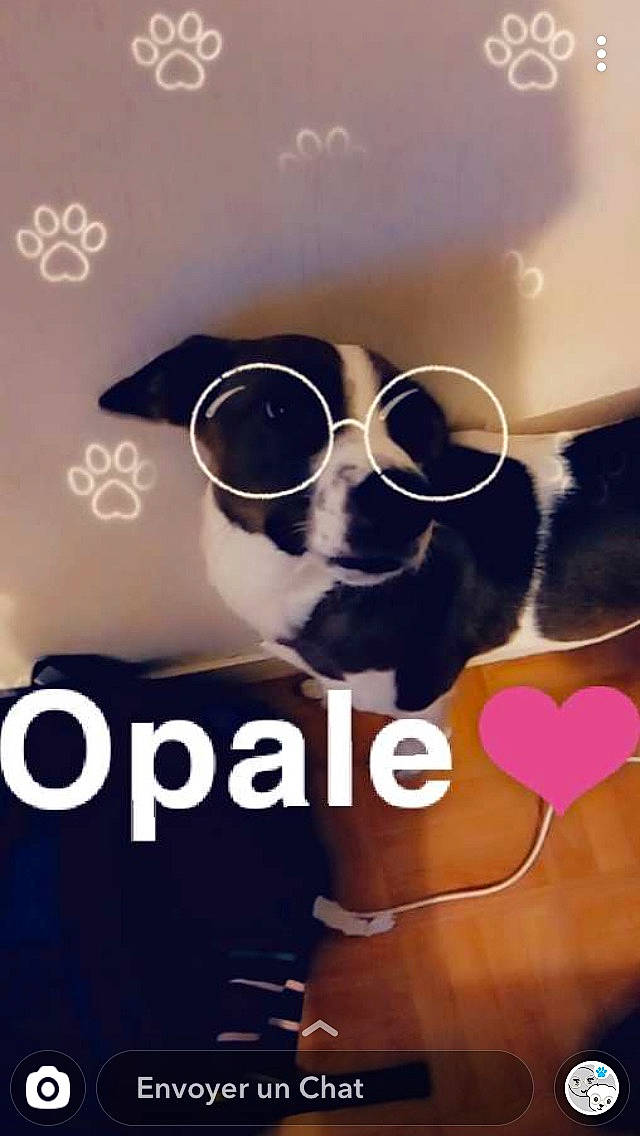 Opale a rejoint le concours — aidez-le/la à gagner de superbes lots ! canidae, cool, eyewear, font, glasses, love, photo_caption, photography, selfie, sunglasses, text