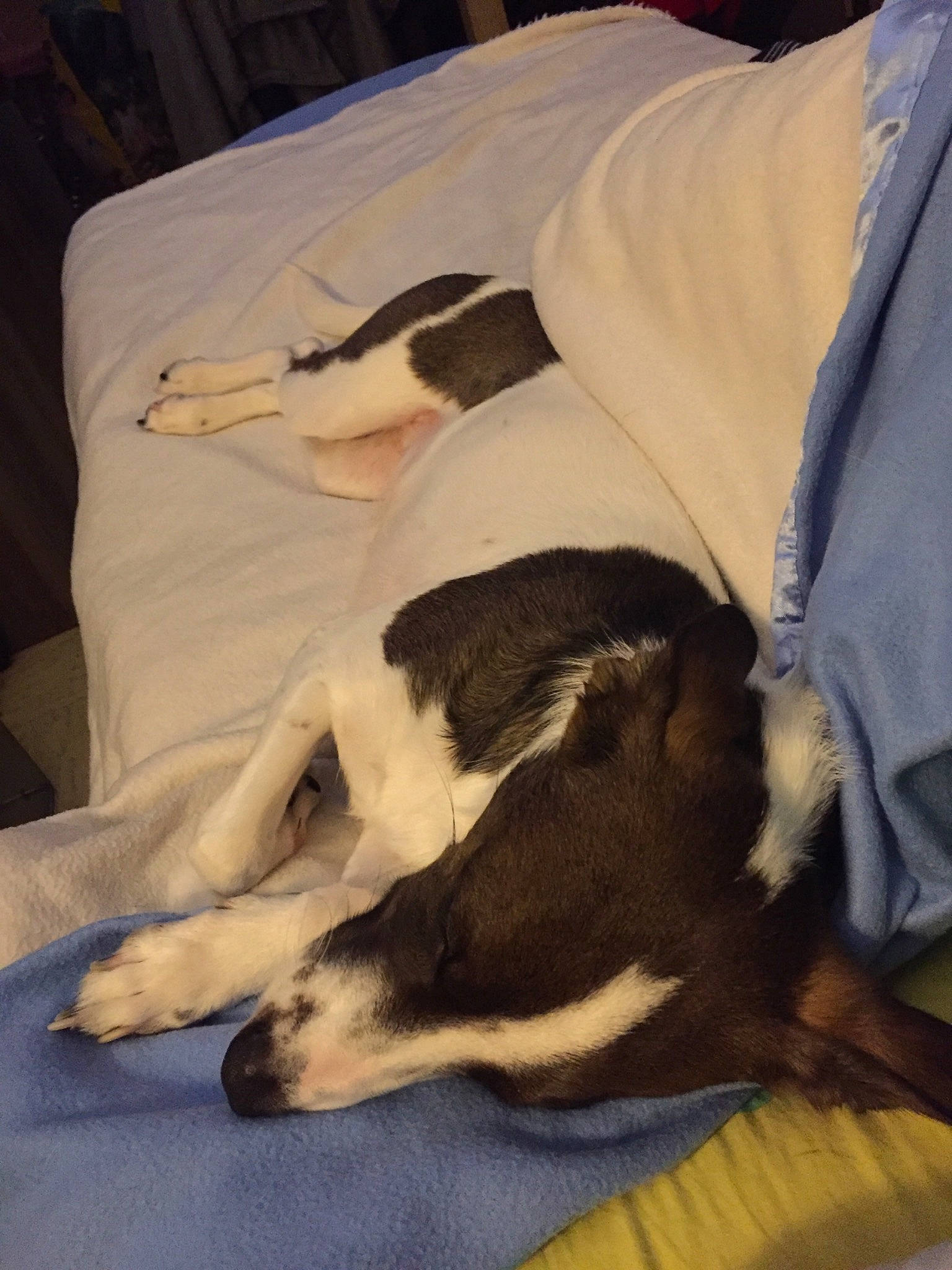 Opale participe au concours pour gagner de l'argent avec cette photo : canidae, carnivore, dog, dog_breed, nap, sleep, tail